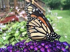 monarch butterfly on purple flowers in backyard garden