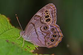 Northern pearly-eyed butterfly  -  Lethes anthedon - violet colored butterfly species