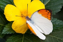 Little orange and white butterfly on yellow flower
