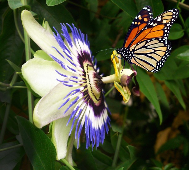 Butterfly and passion flower