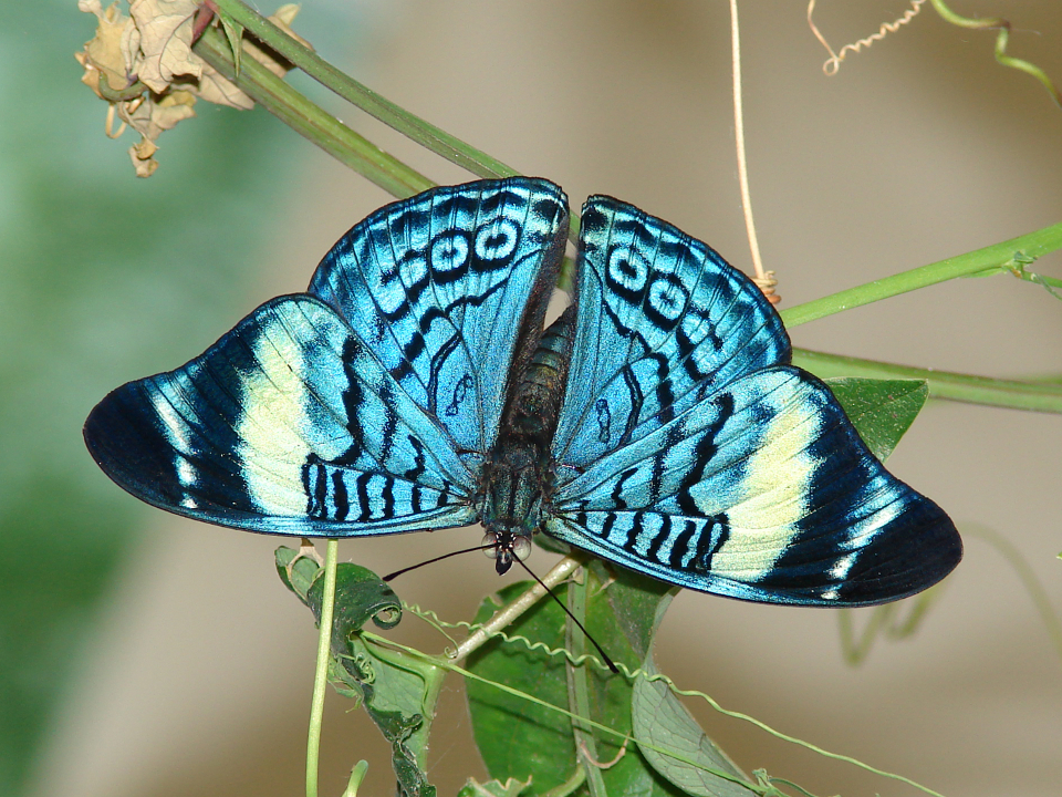 Panacea procilla - procilla beauty - blue butterfly species