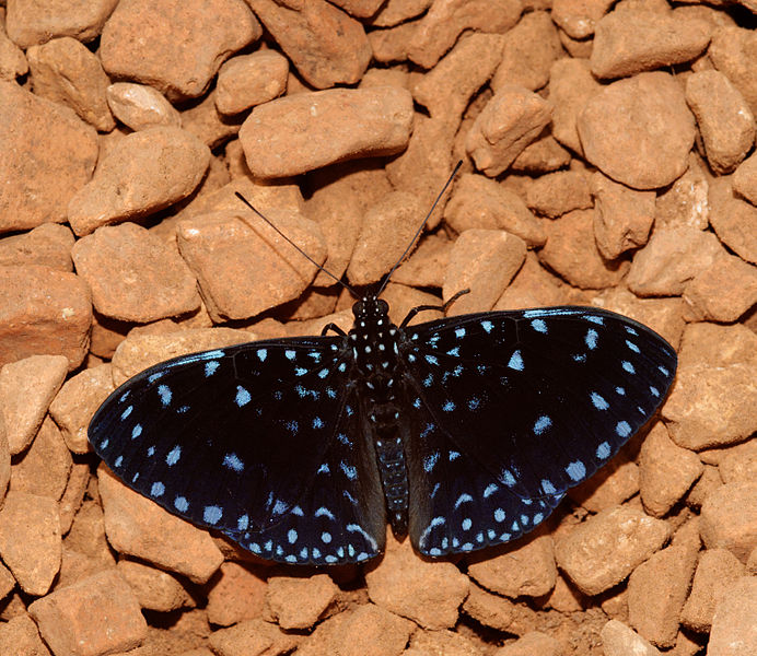 Starry night cracker - Hamadryas laodamia- blue color butterfly species