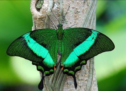 Emerald peacock swallowtail Butterfly