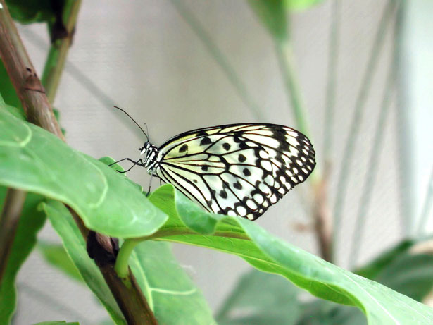 white and black butterfly on green leaf